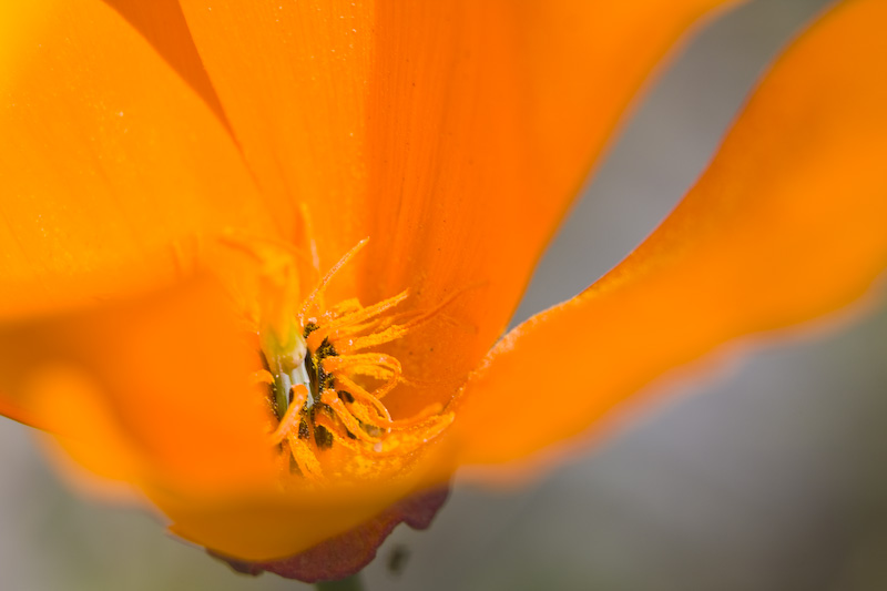 California Poppy